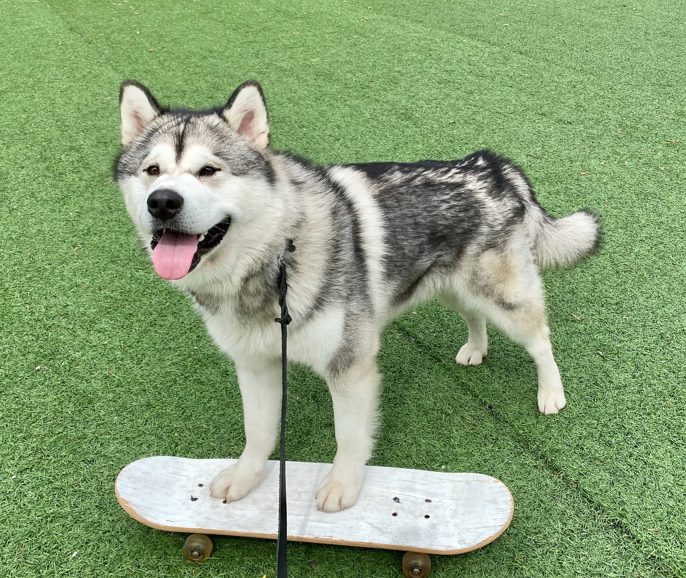 hund på et skateboard på egentrening